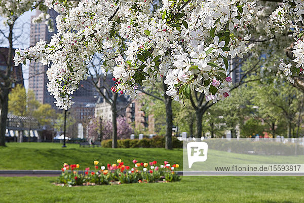 Blühende Blumen am Apfelblütenbaum  Christopher Columbus Waterfront Park  North End  Boston  Massachusetts  USA