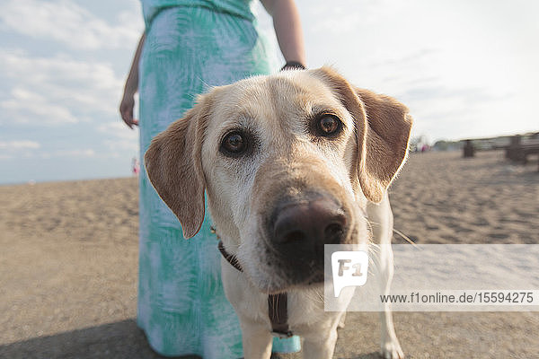 Junge Frau mit Sehbehinderung und ihr Diensthund gehen am Strand spazieren