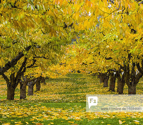 Kirschbäume in einer Obstplantage im Herbst mit Laub in leuchtenden Herbstfarben  Okanagan; British Columbia  Kanada
