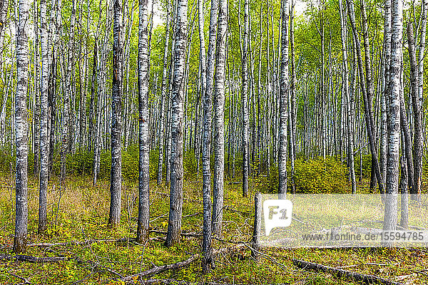 Aspen-Wald; Saskatchewan  Kanada