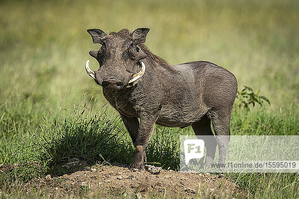 Ein gewöhnliches Warzenschwein (Phacochoerus africanus) steht auf einem Erdhügel und dreht sich im Sonnenschein. Es hat graue Haut  eine braune Mähne und weiße Stoßzähne und wendet sich der Kamera zu  Grumeti Serengeti Tented Camp  Serengeti National Park; Tansania