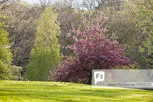 Kirschblüten im Arnold Arboretum  Jamaica Plain  Boston  Massachusetts  USA