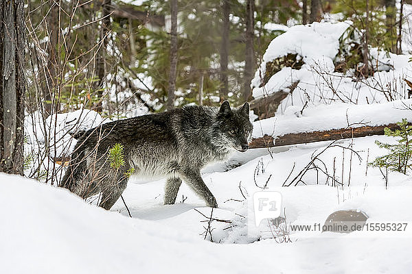 Wolf (Canis lupus) beim Spaziergang im Schnee; Golden  British Columbia  Kanada