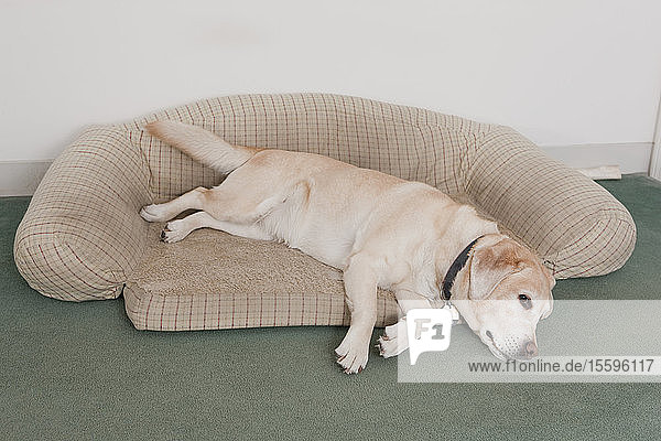 Diensthund auf einem Hundebett liegend