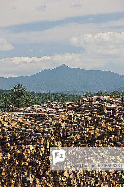 Stack of logs in a forest  Berlin  New Hampshire  USA