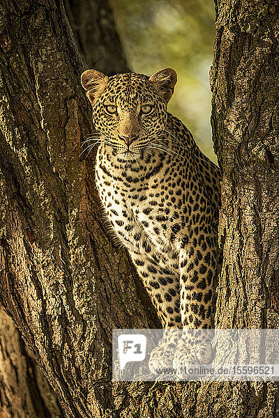 Ein Leopard (Panthera pardus) sitzt in einem gegabelten Baumstamm. Er hat ein braunes  geflecktes Fell und schaut direkt in die Kamera  Serengeti National Park; Tansania