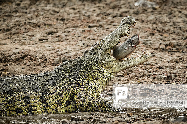 Nahaufnahme eines Nilkrokodils (Crocodylus niloticus)  das einen Fisch verschluckt  Grumeti Serengeti Tented Camp  Serengeti National Park; Tansania