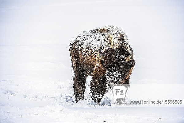 American Bison bull (Bison bison) with head turned toward viewer and covered with falling snow in the Firehole River Valley  Yellowstone National Park; Wyoming  United States of America