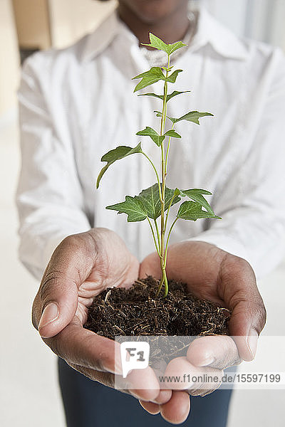 Jamaikanische Geschäftsfrau hält eine Pflanze