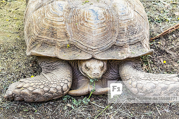 Schildkröte auf dem Boden, die eine Pflanze frisst; Al Huqnah, Khartoum, Sudan
