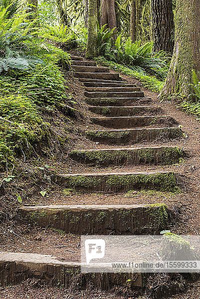 Hölzerne Stufen verhindern Erosion auf einem Waldweg im Clatsop State Forest; Hamlet  Oregon  Vereinigte Staaten von Amerika