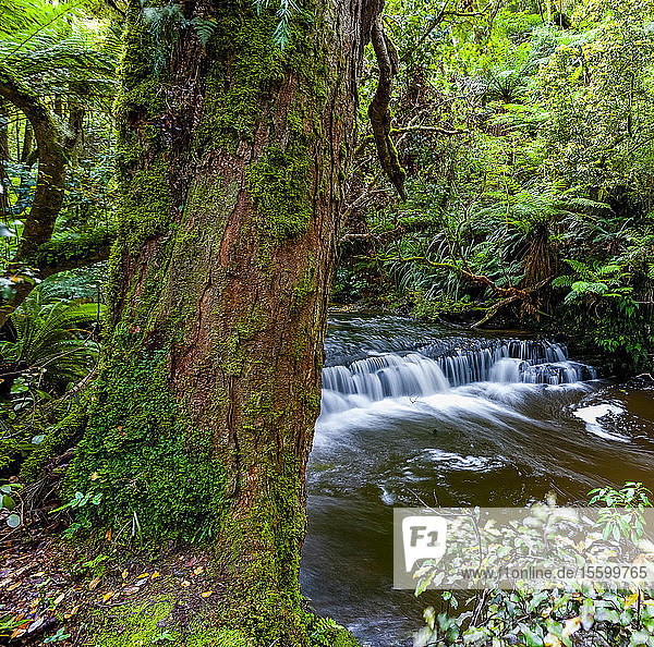 Fließender Fluss in einem üppigen Wald; Südinsel  Neuseeland