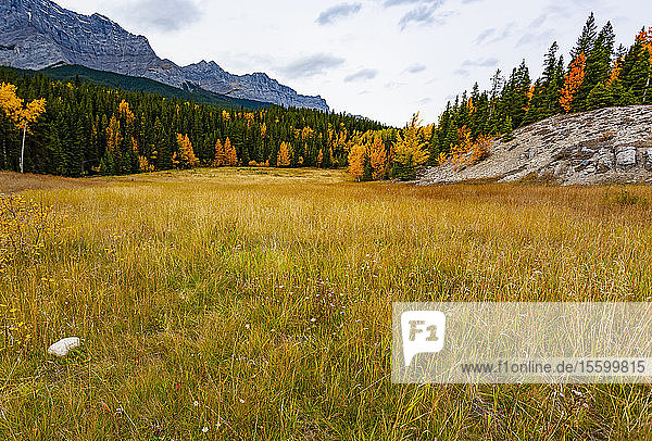 Herbstfarbenes Laub und Gras im Banff National Park; Alberta  Kanada