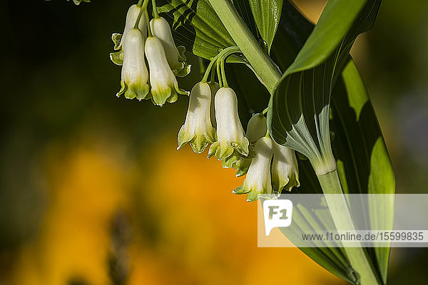 Das Salomonssiegel (Polygonatum) ist eine auffällige Pflanze  die in einem Garten in Oregon gefunden wurde; Astoria  Oregon  Vereinigte Staaten von Amerika