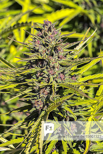 Cannabis plant in late flowering stage; Cave Junction  Oregon  United States of America