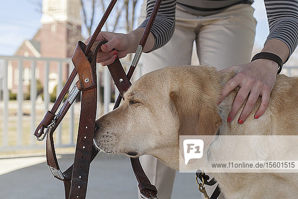 Service dog having his harness put on by his owner