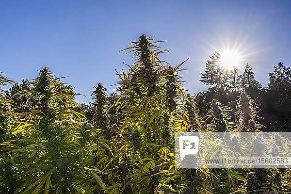 Cannabispflanze im späten Blühstadium  die im Freien wächst; Cave Junction  Oregon  Vereinigte Staaten von Amerika