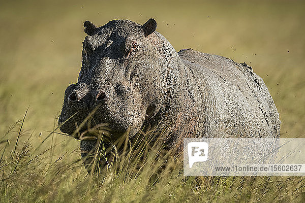 Flusspferd (Hippopotamus amphibius) steht im langen Gras und schaut in die Kamera  Grumeti Serengeti Tented Camp  Serengeti National Park; Tansania
