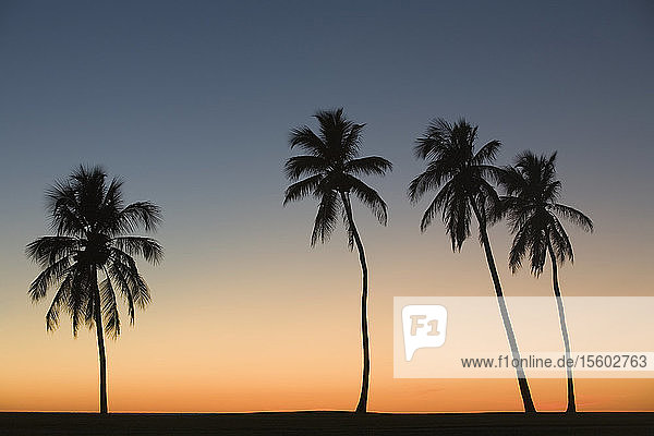Silhouette von vier Palmen am Strand