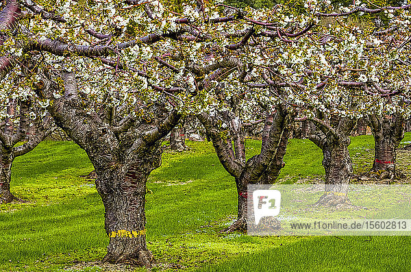 Blühender Kirschgarten im Frühling  Okanagan; British Columbia  Kanada