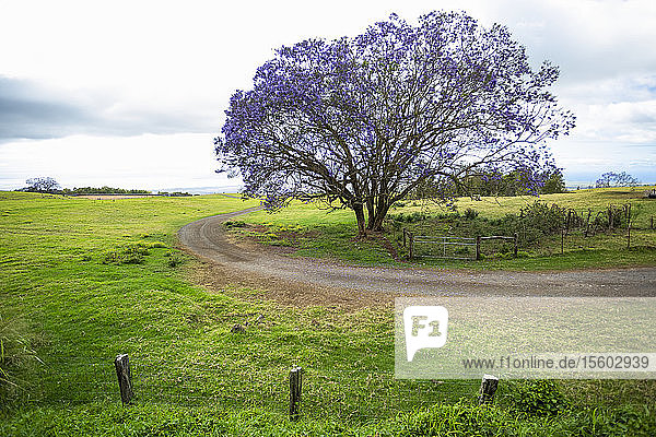Winding road in the countryside with trees and an overcast sky; Maui  Hawaii  United States of America