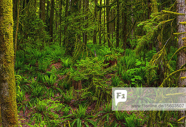 Auf dem Waldboden eines Regenwaldes wachsende Farne; British Columbia  Kanada