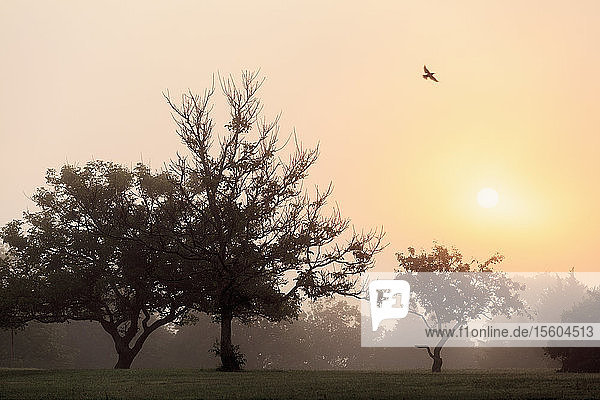 Falke fliegt bei Sonnenaufgang über Bäume