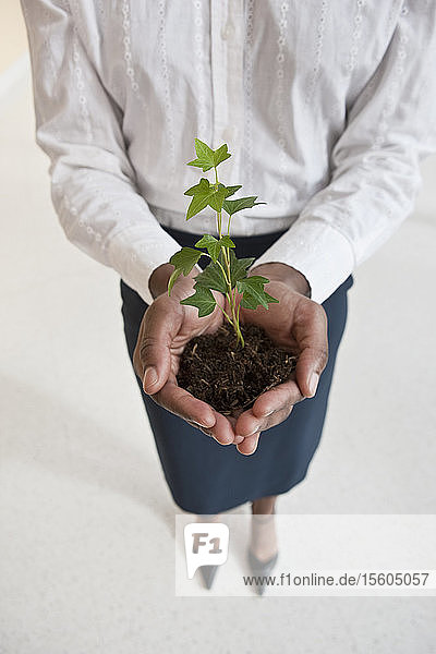 Jamaikanische Geschäftsfrau hält eine Pflanze