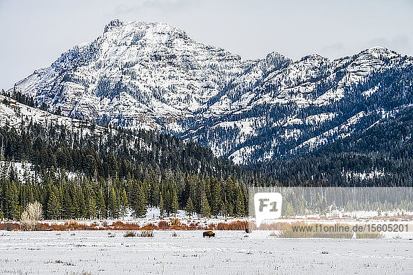 American Bison (Bison bison) grazing in a snowy meadow beneath majestic mountain peaks in Yellowstone National Park; Wyoming United States of America