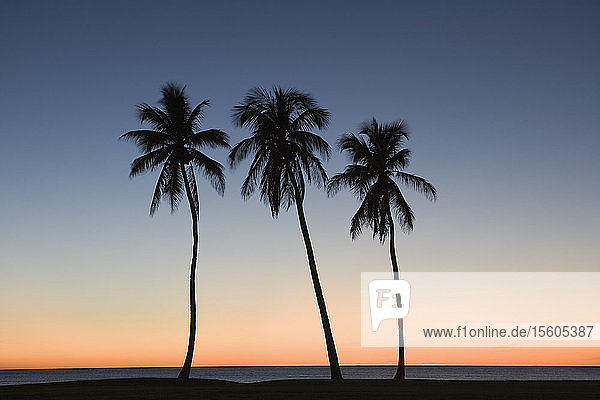 Silhouette von drei Palmen am Strand