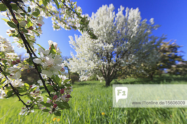 Kirschblütenbäume im Frühling im Arnold Arboretum  Boston  Massachusetts  USA