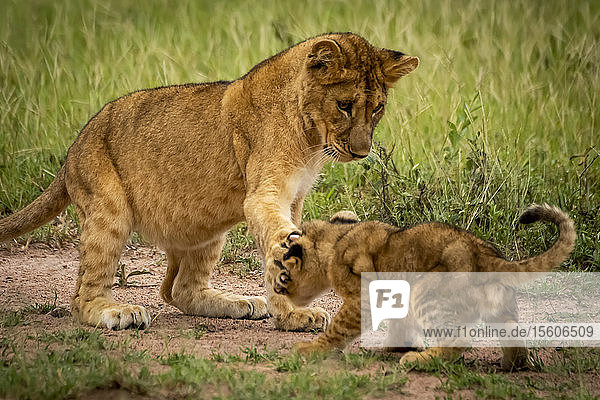 Ein Löwenjunges (Panthera leo) ohrfeigt ein anderes mit der Pfote  Grumeti Serengeti Tented Camp  Serengeti National Park; Tansania