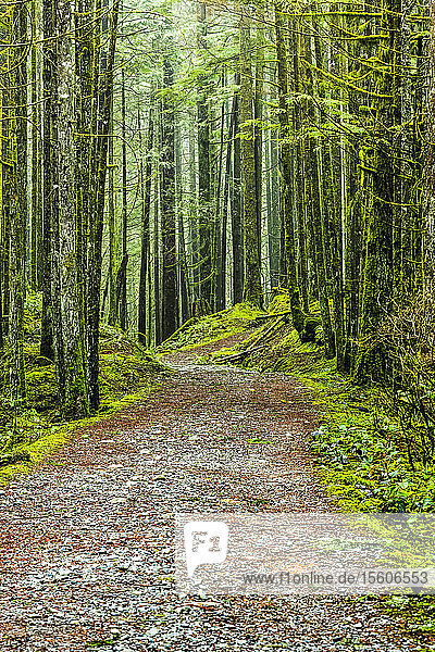 Moosbewachsener Wald und Pfad  Golden Ears Provincial Park; British Columbia  Kanada