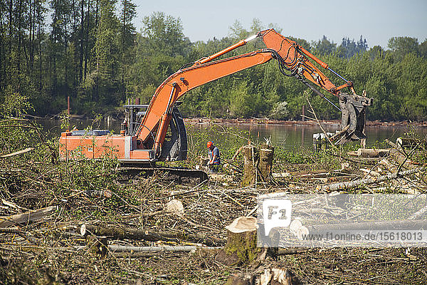 Foto eines Baggers bei der Rodung von Wald für ein neues Baugebiet am Fraser River in Metro Vancouver  Pitt Meadows  British Columbia  Kanada