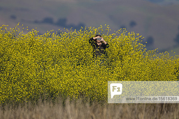 Frau mit Smartphone inmitten von invasiven Senfpflanzen an wiederhergestellten Salzteichen  Alviso  Kalifornien  USA