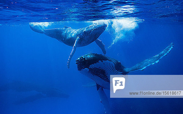 Buckelwale im Meer  Königreich Tonga  Ha'apai-Inselgruppe  Tonga