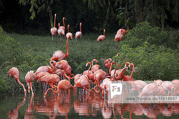Schar von Flamingos im Teich