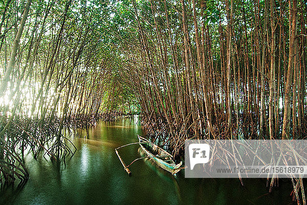 Kanu zwischen Mangrovenbäumen auf den Philippinen bei Tageslicht  New Washington  Aklan  Philippinen