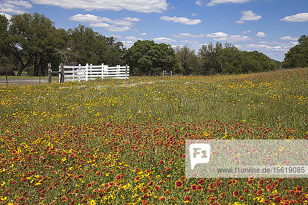 Ein Feld mit Wildblumen (Indian Blanket gemischt mit Coreopsis) gedeiht auf der LBJ Ranch driving loop  Lyndon B. Johnson National Historical Park  Stonewall  TX.