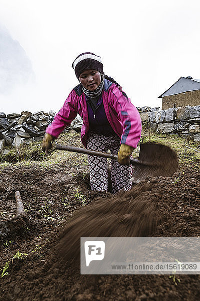 Eine einheimische nepalesische Frau gräbt in ihrem Garten im Dorf Lungden. Wurzelgemüse ist hier eine wichtige Nahrungsquelle und in den meisten Dörfern gibt es große Gemüsegärten  Lungden  Solu Khumbu  Nepal