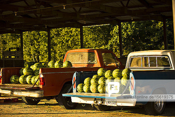 Wassermelonen liegen auf der Ladefläche eines alten Pick-up-Trucks auf einem Bauernmarkt in South Carolina.
