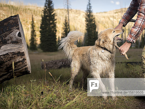 Verspielter großer Hund beißt in den Stock  den sein Besitzer in einer natürlichen Umgebung hält  McCall  Idaho  USA