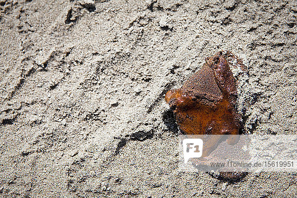 Nahaufnahme eines kleinen Ölteppichs auf dem Sandstrand  Grand Isle  Louisiana  USA