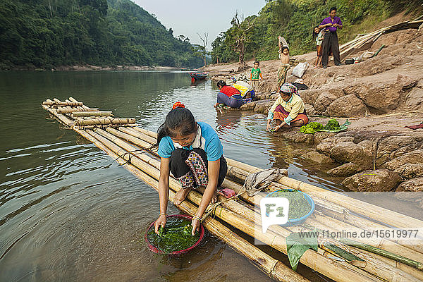 Women collect rock river weed (Cladophora sp.) on the shore of the Nam Ou River in Ban Phu Muang  Laos. The green algae is commonly eaten as a delicacy  either boiled or dried in sheets.