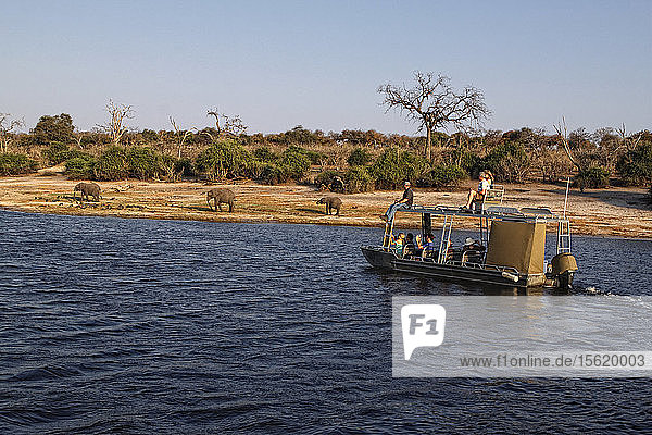 Touristen auf einer Afrika-Safari beobachten einen Elefanten  der den Chobe-Fluss überquert  Chobe-Nationalpark  Botsuana Afrika