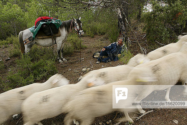 Transhumance sheep starting when the first frosts arrive in the province of Cuenca. End estreme?ï¿½as land