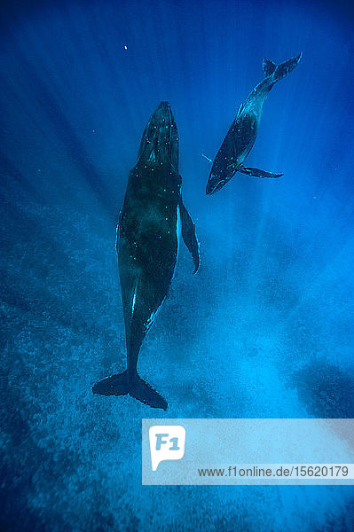 Buckelwale schwimmen im Meer  Königreich Tonga  Inselgruppe Ha'apai  Tonga