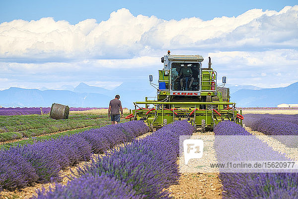 Lavender fields in Provence in height of bloom in early July as workers begin harvesting first rows of Lavender  Plateau de Valensole  Provence-Alpes-C?ï¾¥te d'Azur  France