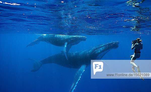 Snorkeler swimming with humpback whales in ocean  Kingdom of Tonga  Ha'apai Island group  Tonga