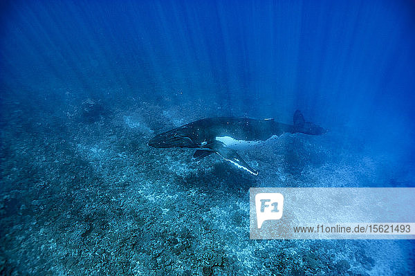 Antarctic humpback whale in ocean Kingdom of Tonga Ha'apai Island group Tonga